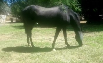 Granja Auroelisa