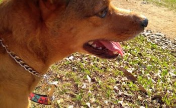 Academia ao ar livre parque Campolim