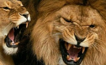 Academia Lions Training