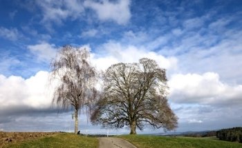 Zwillingsboim