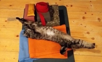 Yogatelier-Fribourg