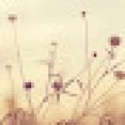 Yogaschule Fiona Ballmer