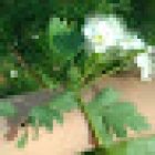 Espace plantes soignantes