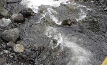 El calvo pance