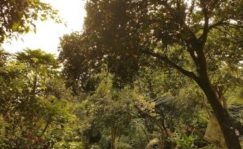 Parque Principal El Aguacatal