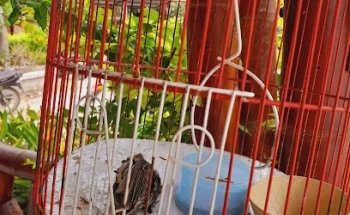 Piscina las margaritas