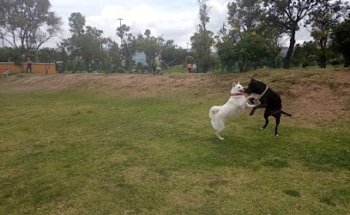Parque Para Trotar Con Perros