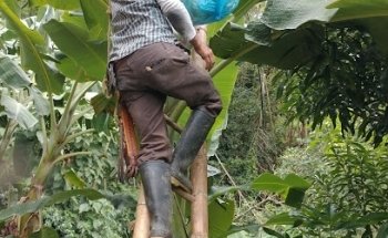 Finca Risaralda