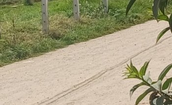 Fagua