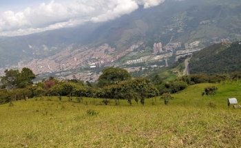 Los eucaliptos