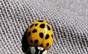 Gimnasio al Aire Libre, Parque Obrero.