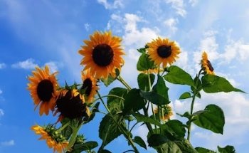 Sunflower Yoga Berlin | Anja Mothes