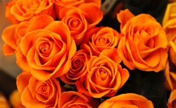 Yoga Vidya Center Eschwege