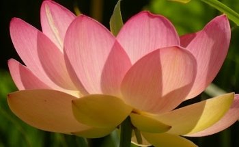 Enjoy Tai Chi, Qigong & Yoga