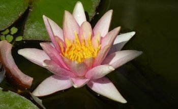 Solus - Massage & Yoga Gabriele Ruys