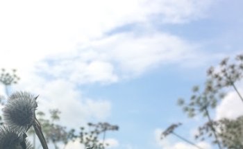 Soulflower - Kundalini Yoga - Susanne Fell