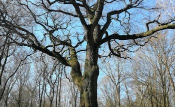 Lichtung - Oberstes Holz