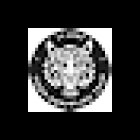 Tiger Grappling Team