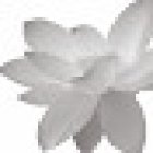 Yogaschule Karen Schmidt