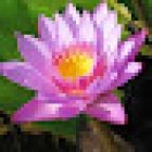 Sandra Trapp, Yoga-Santosha