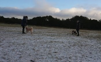 DCH Skagen