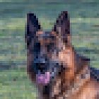 Familiehunden Schæfervenner