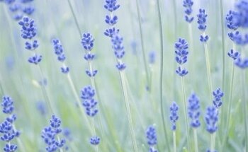 Psicólogos Benavente Lola Fernández Coach - Adultos, infantil y adolescentes