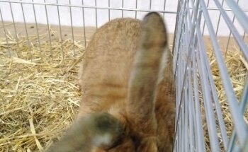 Pabellón Antonio Henares