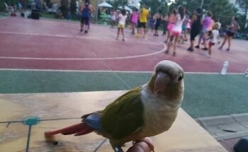 CAMPAMENTO AVENTURA S.L.