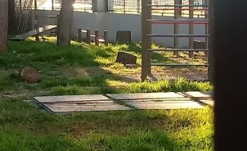 Barras calistenia gimnasio