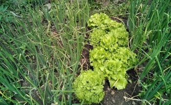 Gimnasio Club Arcade