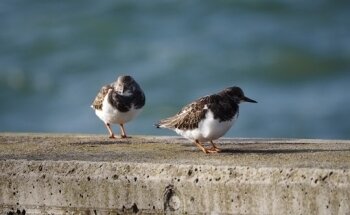 Getxo Arraun/ Club De Remo De Getxo