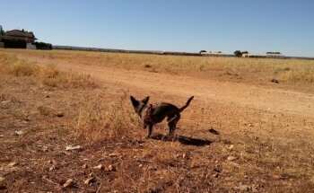 Complejo Deportivo Codetosa