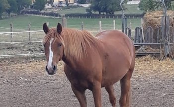 Equestrian Center Près Besançon - Les Ecuries De Chevigney