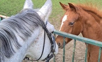 Pony Club Du Fourneau Ecuries Pelletier