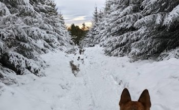 Corennie Trails
