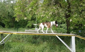 Area Cani Torre Maina Di Maranello
