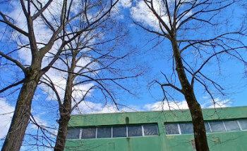 Palestra verde