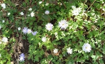 campo addestramento cinofilo Falchi Antincendio Avellino