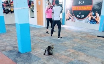 Gimnasio De Box Club Serrano