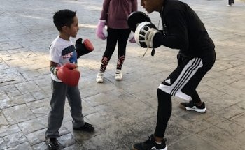 Palomino Boxing
