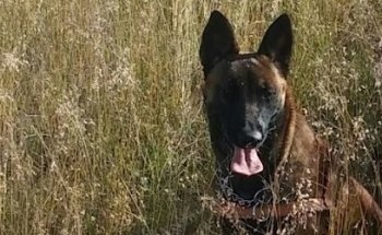 educación y adiestramiento CANINO SECAN leon gto