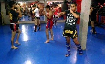 Tina Muay Thai Chihuahua