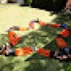 Tao Long Kung Fu FCCKF