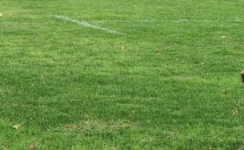 Kapiti Softball Club
