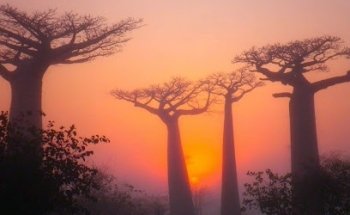 Lincoln Chinese Medical Clinic (Acupuncture, Herbal Medicine, Tuina, Taiji Quan)