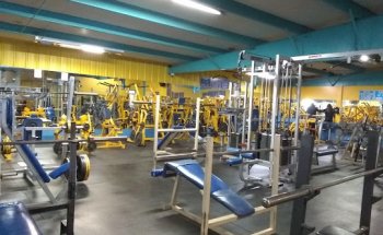 Mandrill's Gym
