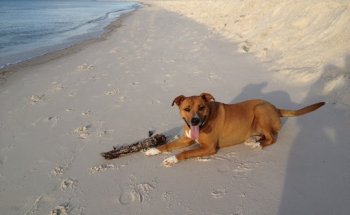 Blue Marlin Rentals-Gulf Shores