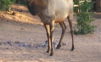 Chaparral Pines Trailhead