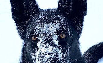Blackdogranch